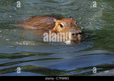 Un Capybara, Hydrochoerus hydrochaeris, natation. Turtleback Zoo, West Orange, New Jersey, USA. Banque D'Images