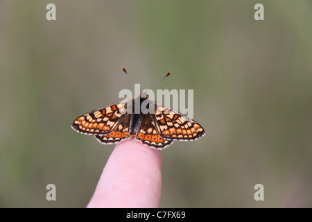 Marsh fritillary butterfly en appui sur mon doigt Banque D'Images