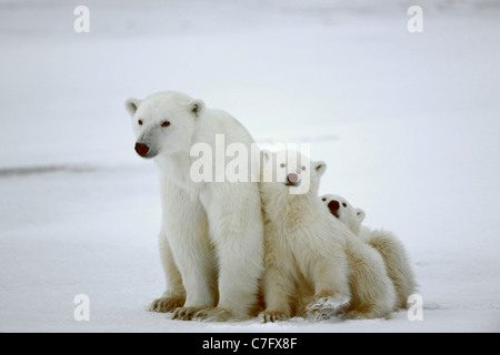 Elle Polar-ours avec ses petits. Le polar elle-ours avec deux enfants sur la côte couverte de neige. Banque D'Images