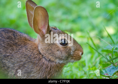 Le lapin à queue blanche (Sylvilagus floridanus). Banque D'Images