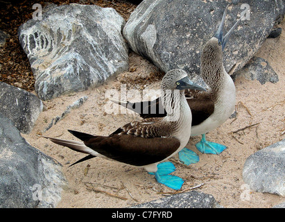 Deux blue footed boobys tenir ensemble dans le sable, îles Galapagos, photo de Peter Scott Banque D'Images