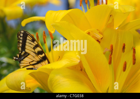 L'intérieur de papillon du machaon hémérocalle jaune un jour d'été à New York, New England, USA par Winston Connorton Banque D'Images