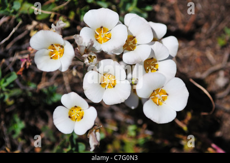 Une grappe de fleurs de lis Mariposa dans la nature. Yosemite National Park, California, USA. Banque D'Images