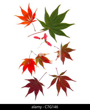 Feuilles d'érable japonais Acer palmatum automne couleurs automne couleurs feuilles graines tourbillons découpes isolées sur blanc naturel ressources de conception graphique Banque D'Images