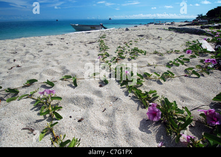 Beach morning glory (Ipomoea pes-caprae) floraison à Poruma Island (aka Coconut Island), détroit de Torres, Queensland, Australie Banque D'Images