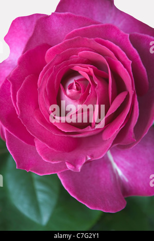 Rose pourpre, Baronne E de Rothschild, Sydney, Australie Banque D'Images