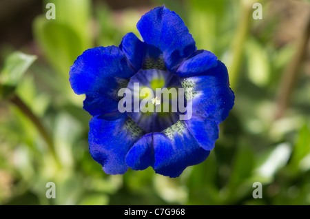 Gentiana Acaulis Banque D'Images