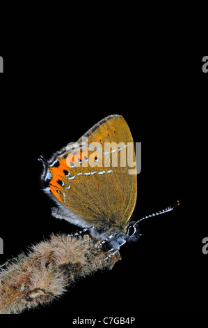 Papillon Porte-queue noire (Satyrium pruni) adulte au repos sur des rameaux, UK Banque D'Images