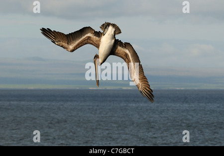 Pélican brun (Pelecanus occidentalis) plongée plonger dans la mer, îles Galapagos, Equateur Banque D'Images