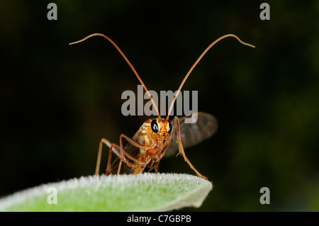 Mouche ichneumon (Ichneumonidae) reposant sur la feuille, l'Oxfordshire, UK Banque D'Images