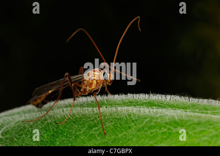 Mouche ichneumon (Ichneumonidae) reposant sur la feuille, l'Oxfordshire, UK Banque D'Images