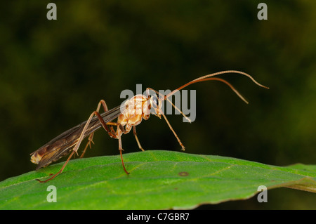 Mouche ichneumon (Ichneumonidae) reposant sur la feuille, l'Oxfordshire, UK Banque D'Images