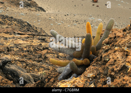 Cactus Brachycereus nesioticus (lave) croissant dans paysage stérile, îles Galapagos, Equateur Banque D'Images