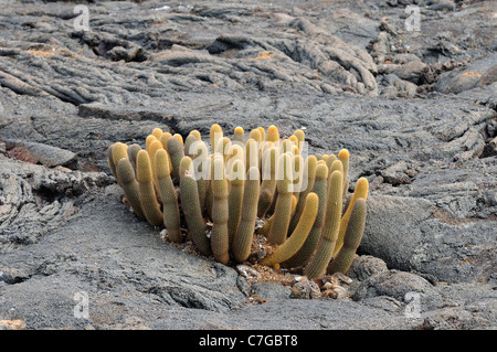 Cactus Brachycereus nesioticus (lave) croissant sur la pierre de lave, îles Galapagos, Equateur Banque D'Images