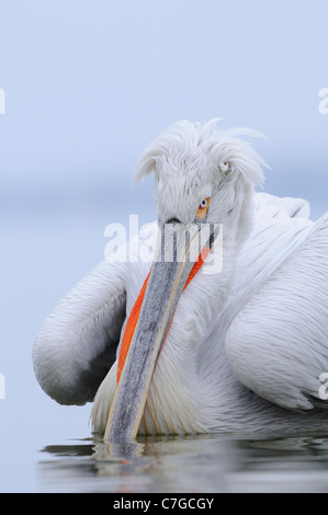 (Pelicanus crispus pélican dalmate) Portrait d'adulte en plumage nuptial, reposer sur l'eau, le lac Kerkini, Grèce Banque D'Images