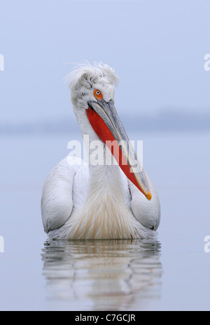 Pélican frisé (Pelecanus crispus) reposer sur l'eau, en plumage nuptial, le lac Kerkini, Grèce Banque D'Images
