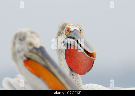 Pélican frisé (Pelecanus crispus) Portrait d'adulte en pluamge de reproduction de loi, étendue, le lac Kerkini pochette, Grèce Banque D'Images