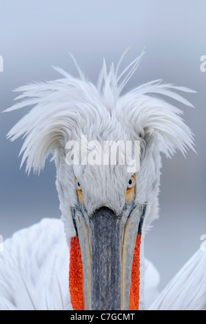 Pélican frisé (Pelecanus crispus) portrait, adulte en plumage nuptial, le lac Kerkini, Grèce Banque D'Images