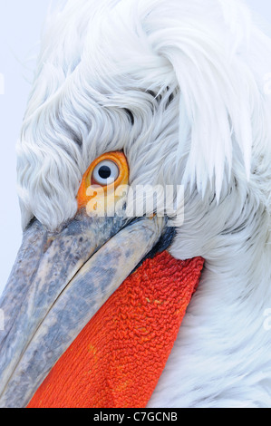 Pelecan dalmates (Pelecanus crispus), portrait, close-up de tête, adulte en plumage nuptial, le lac Kerkini, Grèce Banque D'Images