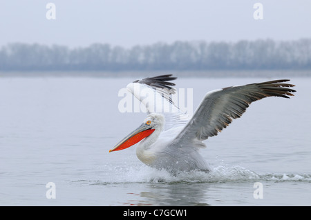 Pélican frisé (Pelecanus crispus) l'atterrissage sur l'eau, les adultes en plumage nuptial, le lac Kerkini, Grèce Banque D'Images