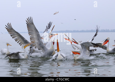 Pélican frisé (Pelecanus crispus) se précipitant sur le groupe par thown poisson pêcheur, Lake Kerkini, Grèce Banque D'Images