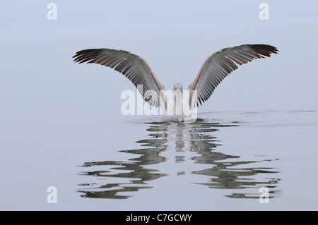 Pélican frisé (Pelecanus crispus) atterrissage juvénile sur l'eau, le lac Kerkini, Grèce Banque D'Images