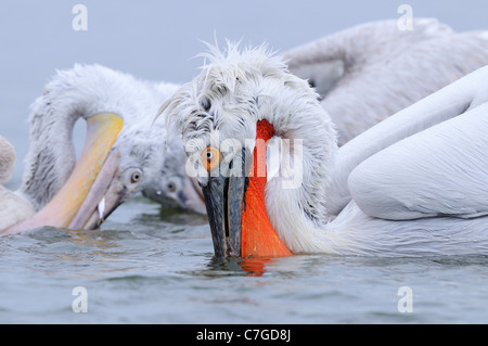 Pélican frisé (Pelecanus crispus) l'alimentation des adultes et des juvéniles dans l'eau, le lac Kerkini, Grèce Banque D'Images