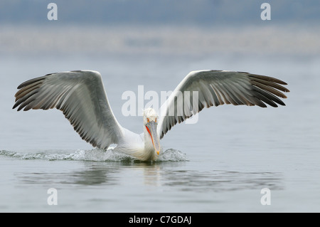 Pélican frisé (Pelecanus crispus) atterrissage adultes sur l'eau, le lac Kerkini, Grèce Banque D'Images