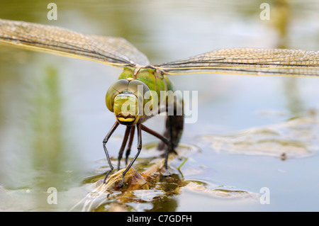 Libellule Anax imperator (Empereur) femelle en ponte dans la végétation aquatique, Oxfordshire, UK Banque D'Images