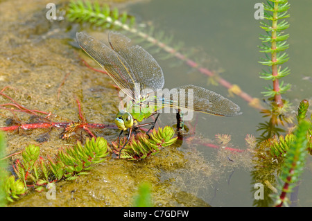 Libellule Anax imperator (Empereur) femelle en ponte dans la végétation aquatique, Oxfordshire, UK Banque D'Images