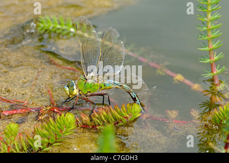 Libellule Anax imperator (Empereur) femelle en ponte dans la végétation aquatique, Oxfordshire, UK Banque D'Images