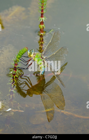 Libellule Anax imperator (Empereur) femelle en ponte dans la végétation aquatique, Oxfordshire, UK Banque D'Images