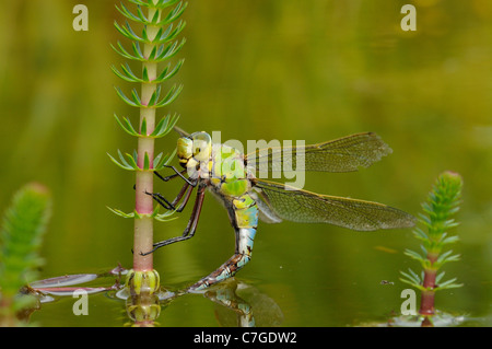 Libellule Anax imperator (Empereur) femelle en ponte dans la végétation aquatique, Oxfordshire, UK Banque D'Images