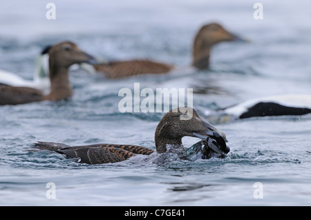 Eider à duvet (Somateria mollissima) femmes mangeant mussells, Norvège Banque D'Images