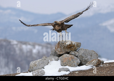 L'Aigle royal (Aquila chrysaetos), décollant de rochers, en hiver, les Carpates, Bulgarie Banque D'Images