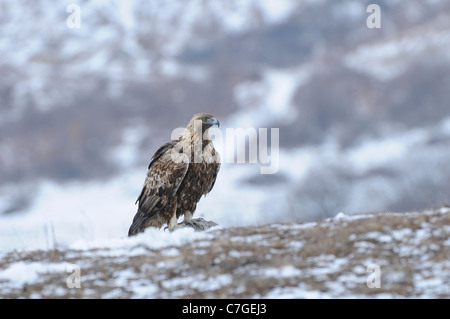 L'aigle royal (Aquila chrysaetos) se tenait sur le sol, en hiver, les Carpates, Bulgarie Banque D'Images