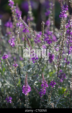 Fleurs de sauge russe fleurir dans le jardin arrière Salisbury Angleterre (Perovskia atriplicifolia 'Blue Spire'). Banque D'Images