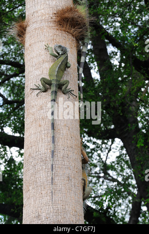 Iguana (Iguana iguana) climbing tree, Parque Bolivar, Guayaquil, Équateur Banque D'Images