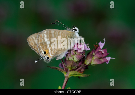 Papillon Bleu à longue queue (Lampides boeticus) reposant sur des adultes élevés en captivité, de fleurs, de l'Europe Banque D'Images