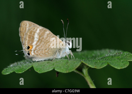 Papillon Bleu à longue queue (Lampides boeticus) adulte au repos sur la feuille, en captivité, de l'Europe Banque D'Images