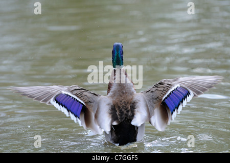 Le Canard colvert (Anas platyrhynchos), mâle, qui s'étend des ailes, montrant anthocyanées, Slimbridge, Royaume-Uni Banque D'Images