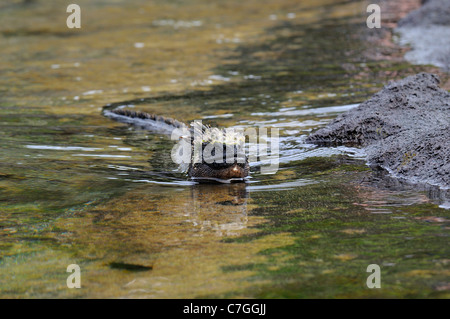 Iguane marin (Amblyrhynchus cristatus) Nager dans l'eau de mer, Galapagoa (Équateur Banque D'Images