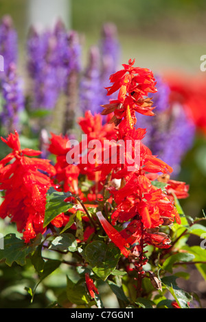La literie de la salvia en anglais fleurs jardin arrière. UK Salisbury Banque D'Images
