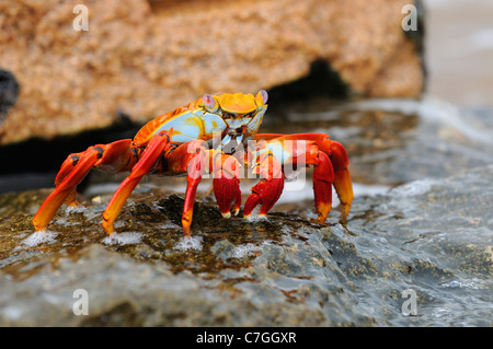 Sally Lightfoot Crab (Grapsus grapsus) Comité permanent sur l'eau de roche couverts, Galapagos, îles, Equateur Banque D'Images