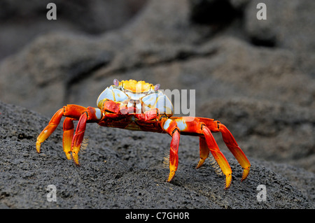 Sally Lightfoot Crab (Grapsus grapsus) Comité permanent sur la lave noire, Galapagos, îles, Equateur Banque D'Images