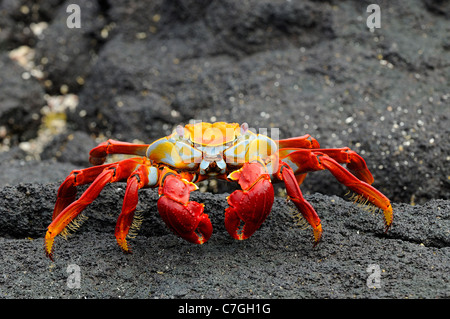 Sally Lightfoot Crab (Grapsus grapsus) sur le noir de la pierre de lave, îles Galapagos, Equateur Banque D'Images