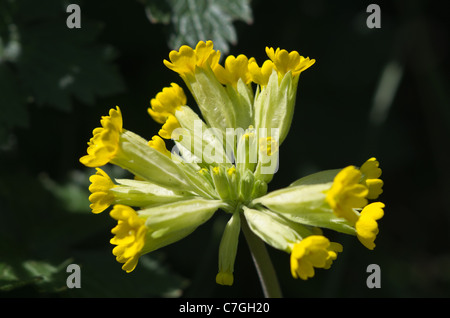 Primula veris - coucou bleu Banque D'Images