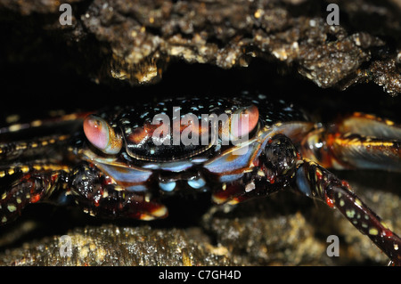 Sally Lightfoot Crab (Grapsus grapsus) juvenile se cachant dans crevasses, îles Galapagos, Equateur Banque D'Images