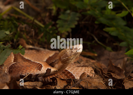 Le sud de contortrix Agkistrodon contortrix Copperhead Banque D'Images