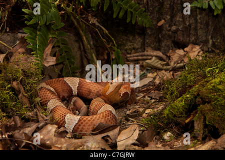 Large-banded Copperhead Agkistrodon contortrix laticinctus Banque D'Images